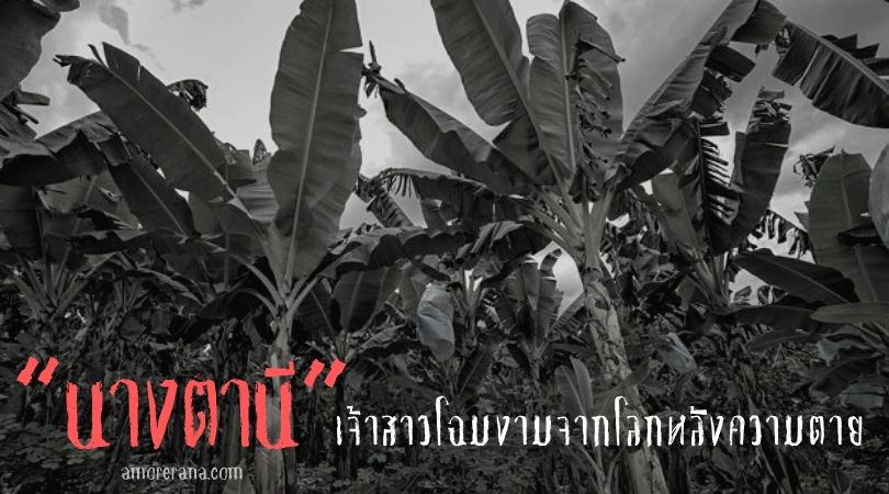 นางตานี เจ้าสาวโฉมงามจากโลกหลังความตาย
