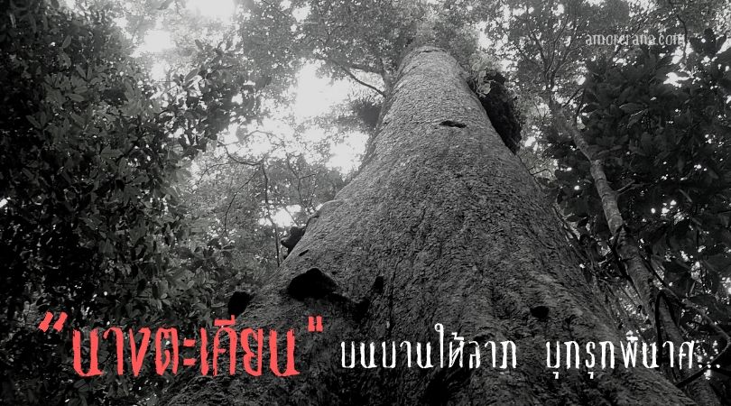 นางตะเคียน บนบานให้ลาภ บุกรุกพินาศ