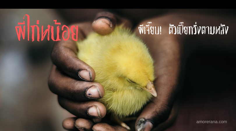 ผีไก่หน้อย ผีเจี๊ยบ! ตัวเปี๊ยกวิ่งตามหลัง