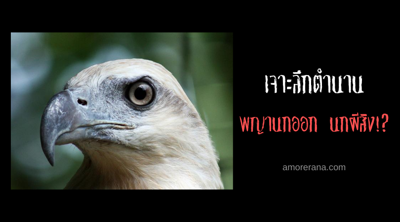 เจาะลึกตำนานพญานกออก นกผีสิง!?