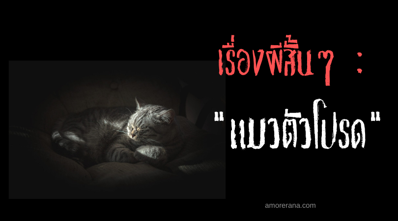 เรื่องผีสั้นๆ “แมวตัวโปรด”
