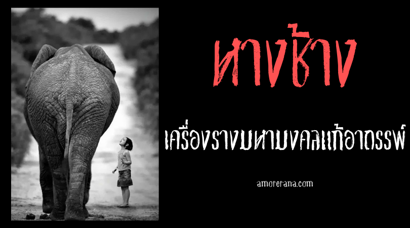 หางช้าง เครื่องรางมหามงคลแก้อาถรรพ์