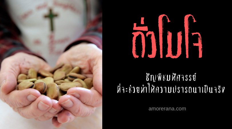 ถั่วโมโจ (Mojo Beans) ธัญพืชมหัศจรรย์ ที่จะช่วยทำให้ความปรารถนาเป็นจริง