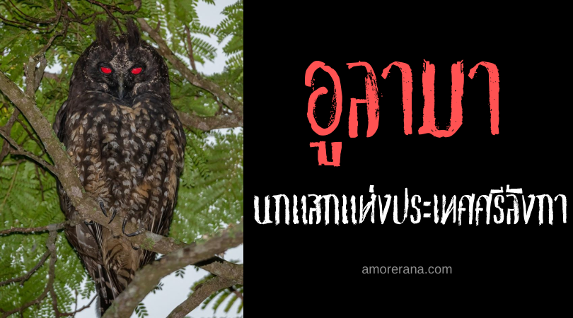 อูลามา (Ulama) นกแสกแห่งประเทศศรีลังกา