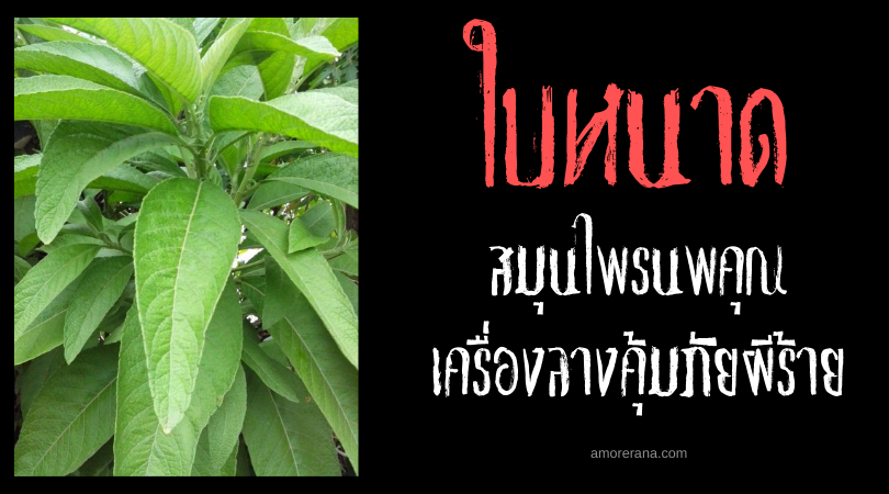 ใบหนาด สมุนไพรนพคุณ เครื่องลางคุ้มภัยผีร้าย