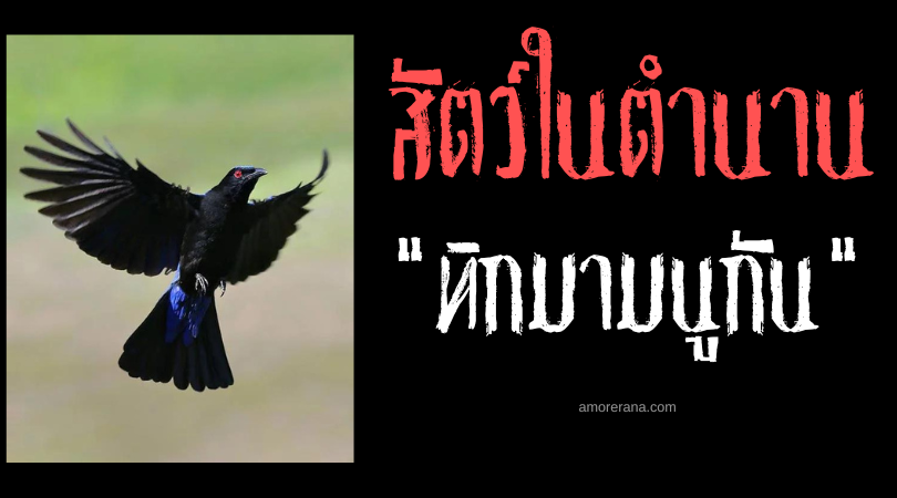 ทิกมามนูกัน (Tigmamanukan) นกวิเศษผู้ทำนายผลการเดินทาง ประเทศฟิลิปปินส์