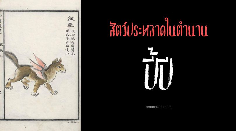 ปี้ปี (Bibi) จิ้งจอกภัยแล้ง ประเทศจีน