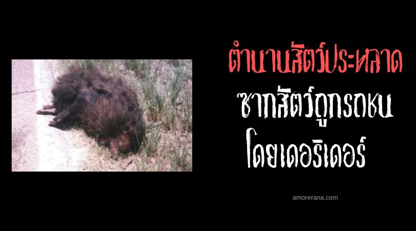 ซากสัตว์ถูกรถชนโดยเดอริเดอร์ (Deridder Roadkill) ประเทศสหรัฐอเมริกา